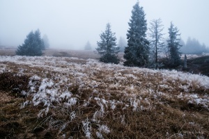 lipowska26