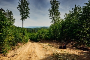 wycStozek08